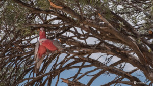 Australia_Mungo_NP-16 Two parrots in the trees in Australian Outback
