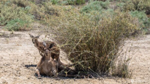 Australia_Mungo_NP-2 Kangaroo hiding from the heat in australian outback