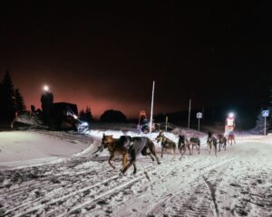 sleddogs mushing ater the start of the mushing race at night