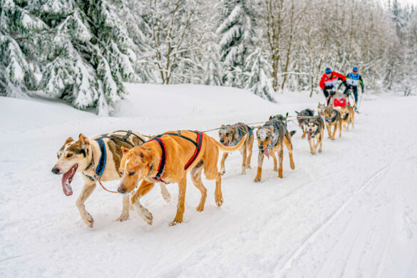 10 sled dogs pulling the sled with musher in the white snowy mountains