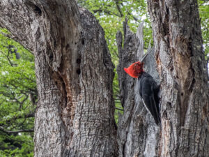 El Chalten circuit (4 of 14) woodpecker with red cap on the side of the tree working