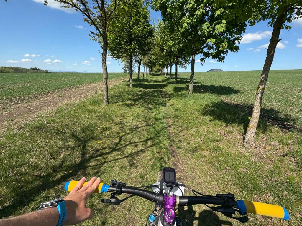 tree aisle and bike riding in between