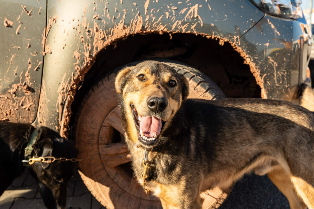 Sleddog standing next to the muddy car wheel