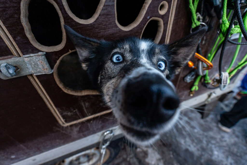 Sleddog looking out of his trailer