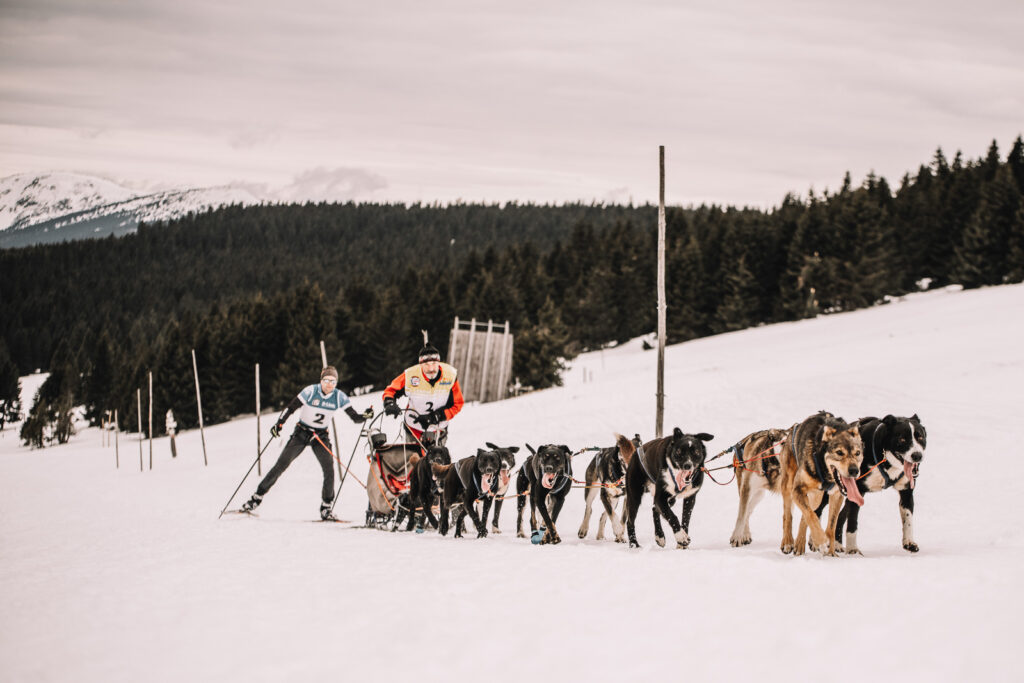 Sleddogs musher and skier in the giant mountains in Ledová Jízda 2026