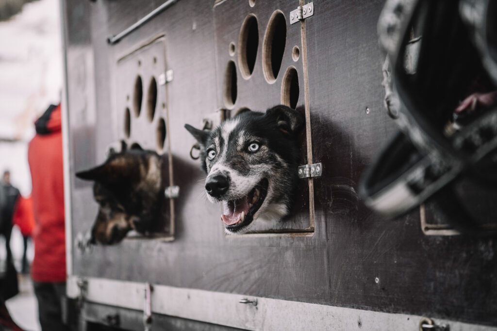 Sleddogs looking out of the trailer