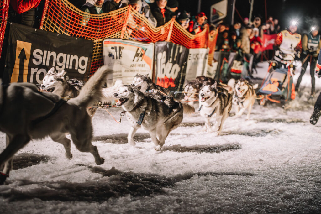 Sleddogs running on the race Ledová Jízda 2026