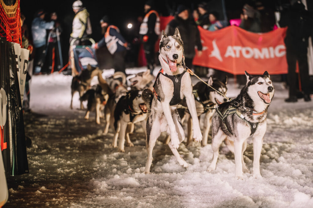 Sled dogs on the starting line of the race on Ledová Jízda 2026