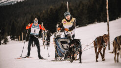 Sleddogs, musher and skier in Krkonose on Ledová jízda 2026 race