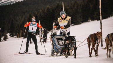 Sleddogs, musher and skier in Krkonose on Ledová jízda 2026 race