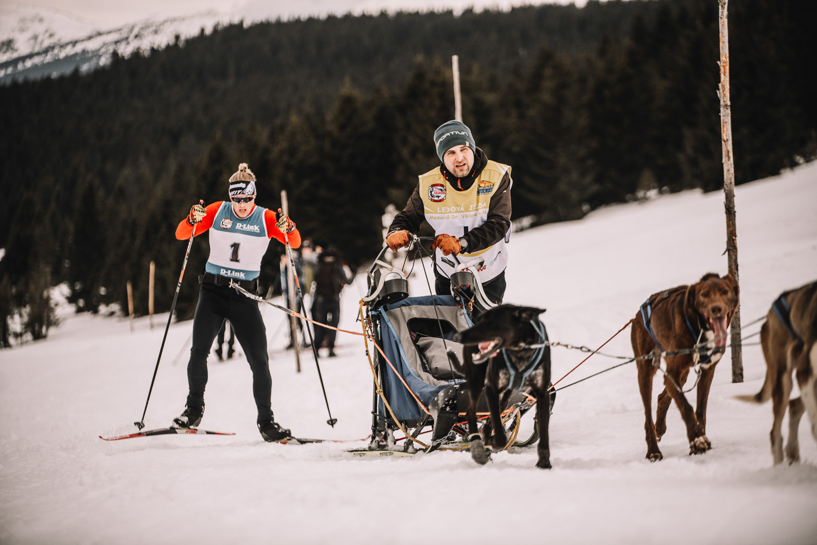 Sleddogs, musher and skier in Krkonose on Ledová jízda 2026 race
