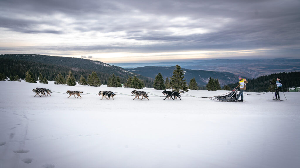 a line of sleddogs riding in the snow in Giant mountains