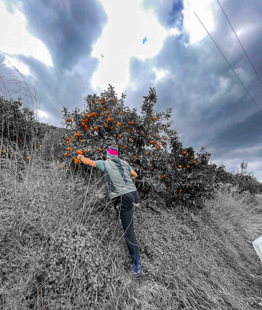 Muž sbírající pomeranče ze stromu