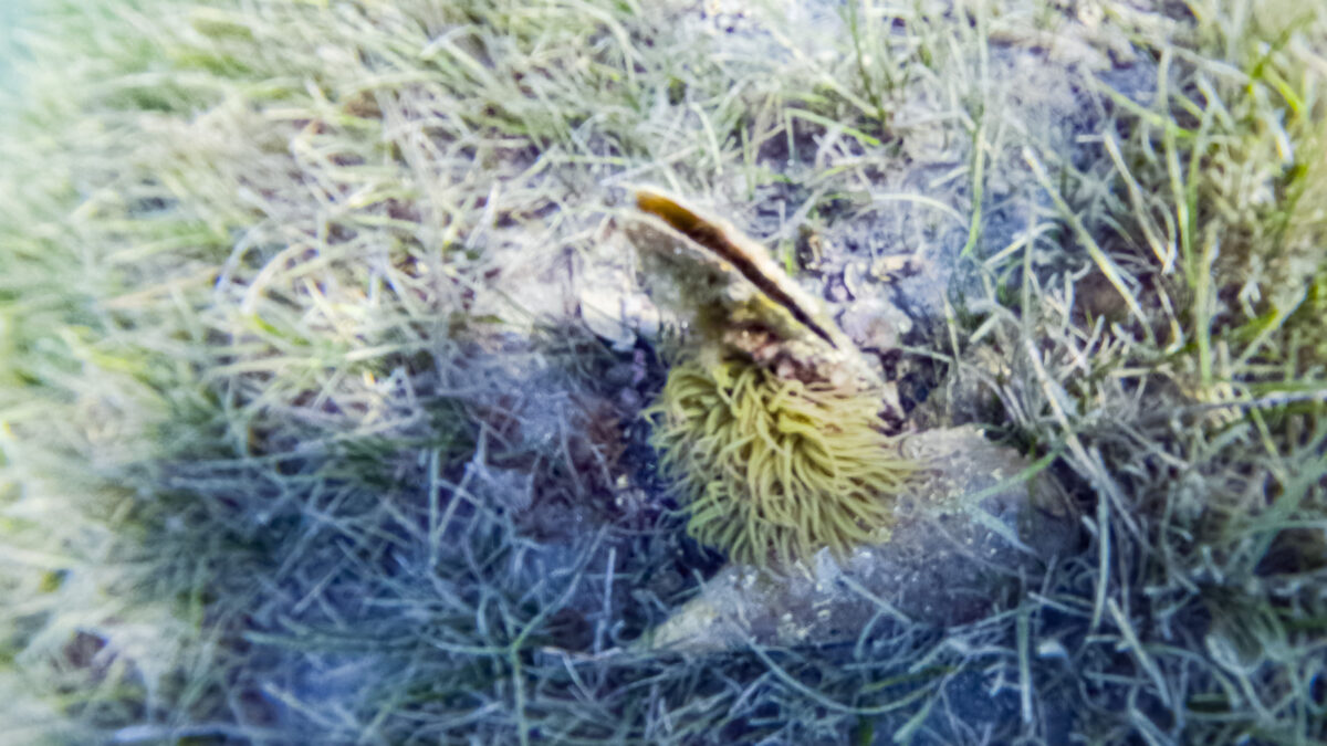 underwater picture of the shell with a coral on it.