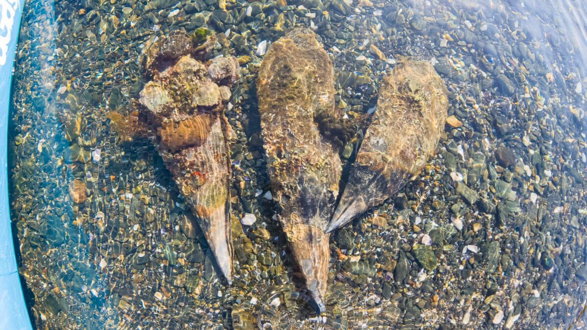 underwater picture of three shells on the pebble ground