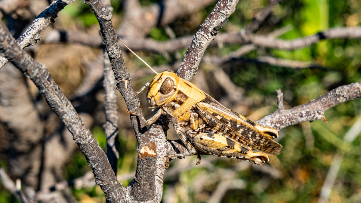 Grasshopper on the small tree